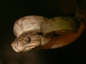 Cook's tree boa