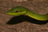 Long-snout vine snake