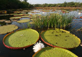 Travels in Search of Remarkable Plants