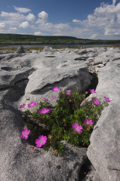 Bloody cranesbill