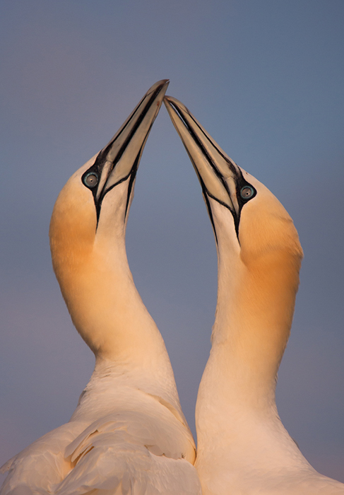 Gannet Courtship