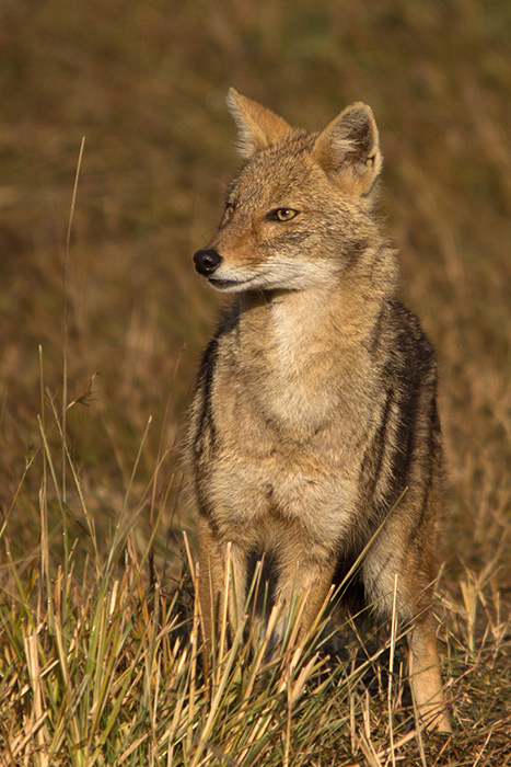 Golden jackal