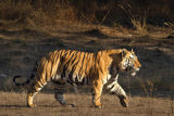 Photographing the Diversity of Mammals