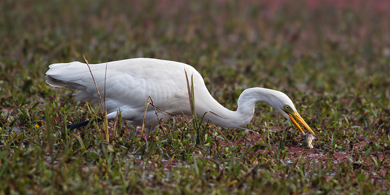 Intermediate egret