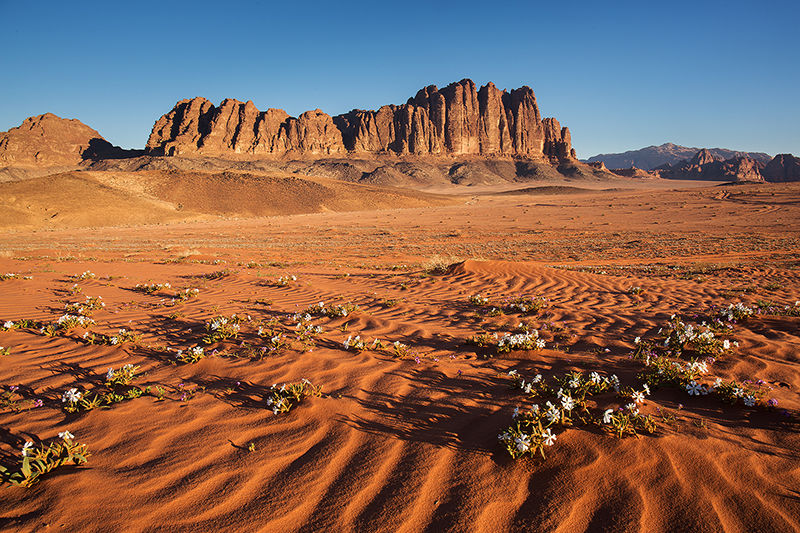 Desert in bloom, Wadi Rum