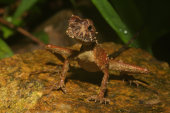 Sri Lankan kangeroo lizard