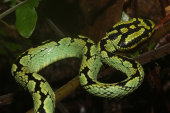 Green pit viper