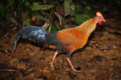 Ceylon jungle fowl