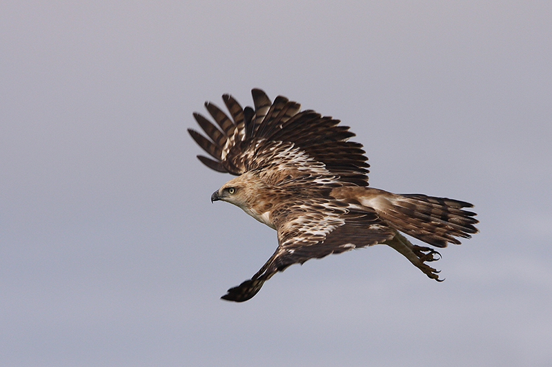 Crested hawk-eagle