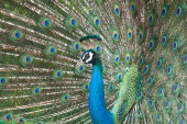Indian peafowl