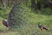 Indian peafowl