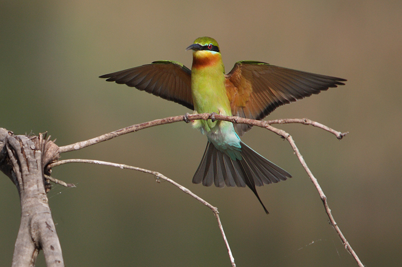 Blue-tailed bee-eater