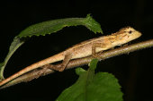 Forest Lizard
