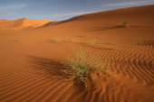 Sahara Sand dunes