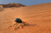 Tenebrionid beetle in sand dunes