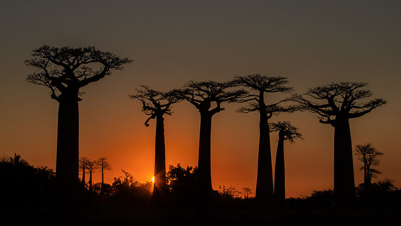 Avenue of Baobabs
