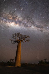 Milky Way over Grandidier's baobab