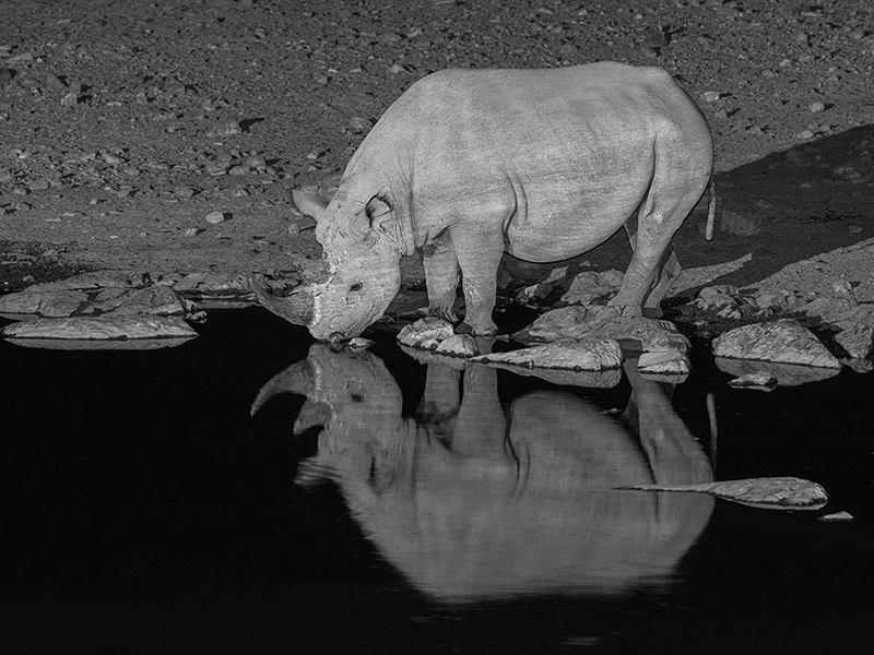 Black rhinoceros at night