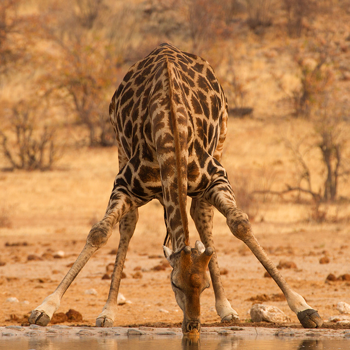 Giraffe drinking