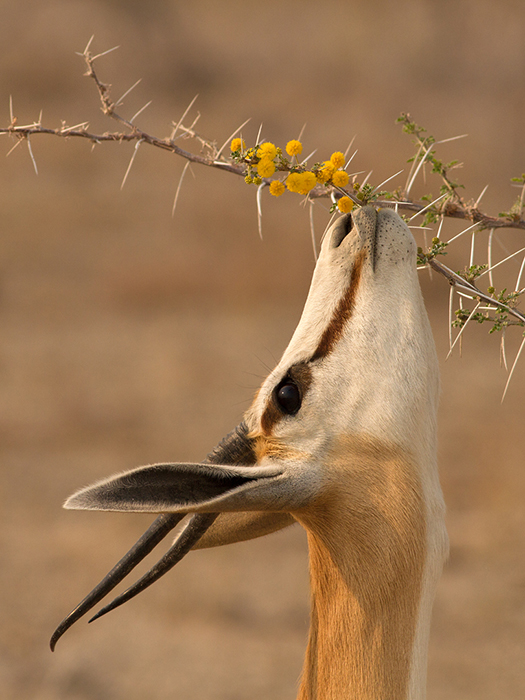 Springbok browsing Acacia