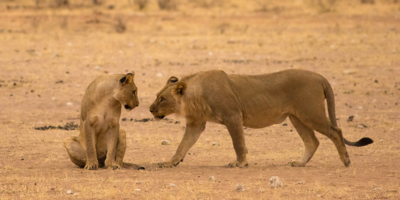Lions greeting