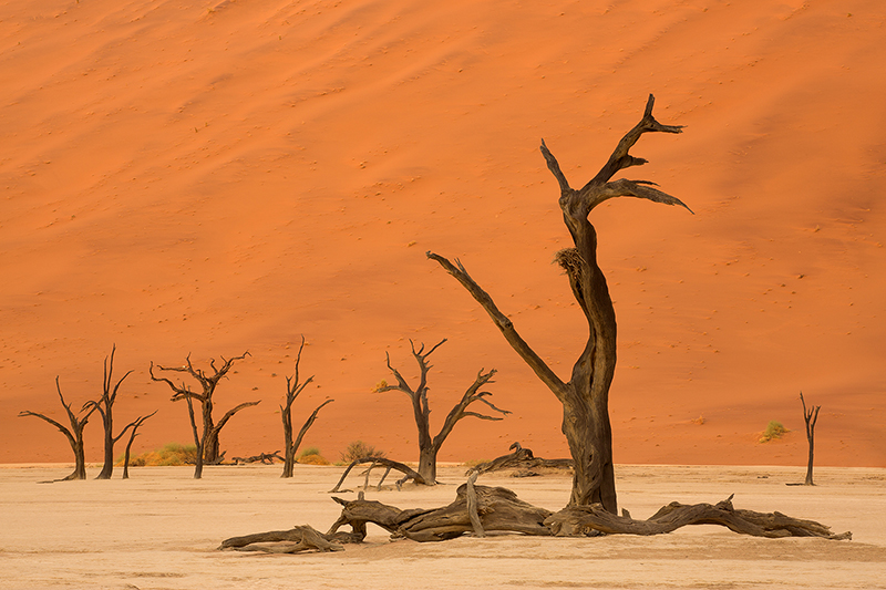 Skeleton Trees