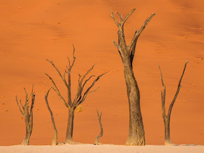 Dead Vlei