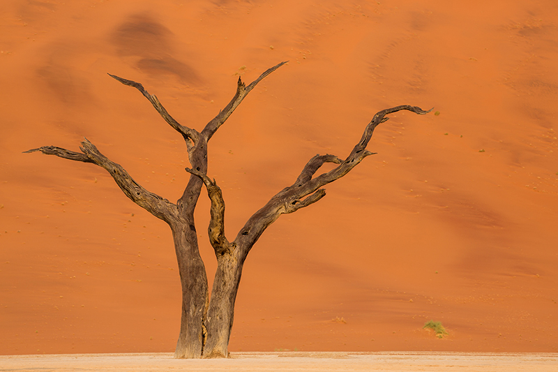 Ghost Tree, Dead Vlei