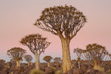 In Search of Remarkable Trees