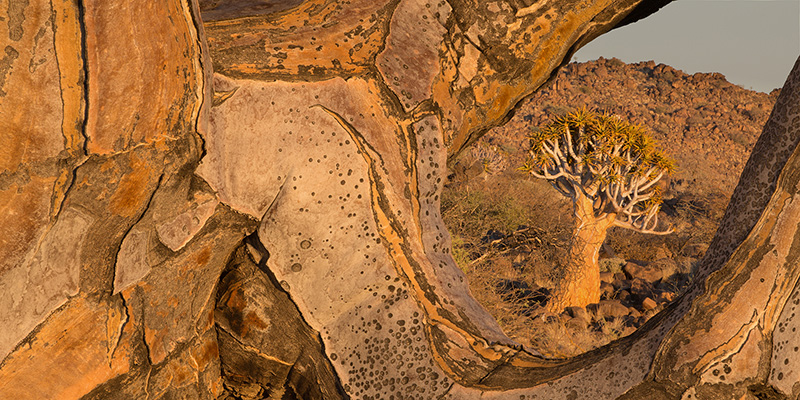 Quiver trees