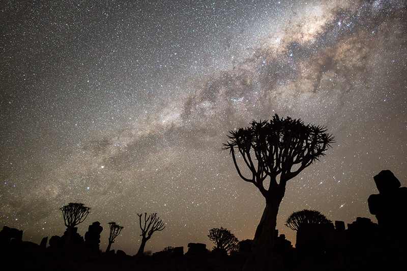 Quiver Trees and Milky Way