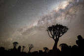 Quiver Trees and Milky Way