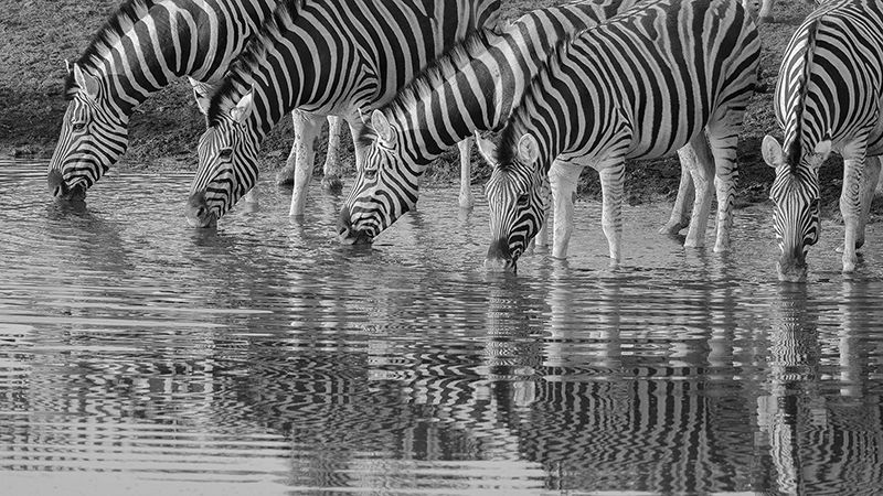 Burchell's zebra drinking