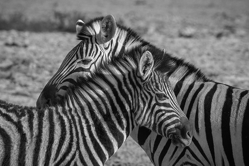 Zebra Crossing
