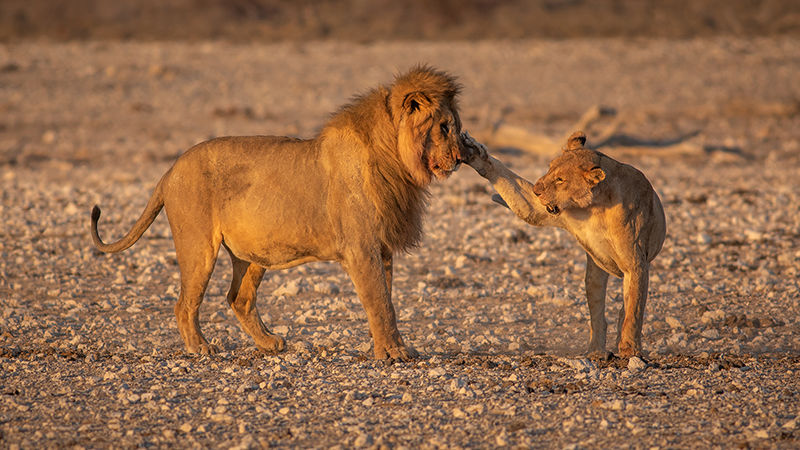 Lions interacting