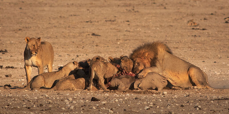 Lions eating black rhinoceros