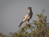 Pale chanting goshawk