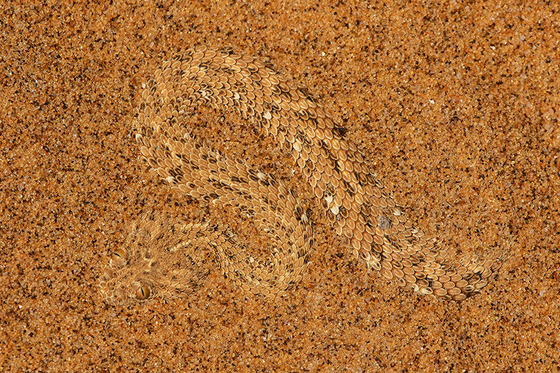 Sidewinding adder