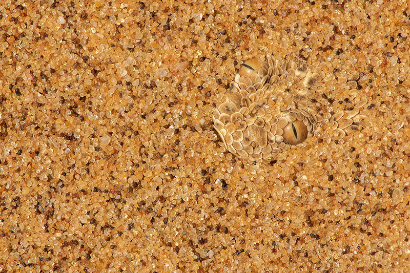 Sidewinding adder lying in wait