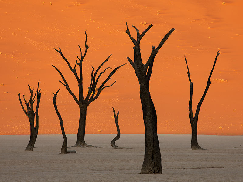 Silent Sentinels