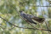 Cuckoo