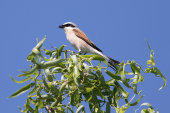 Red-backed shrike