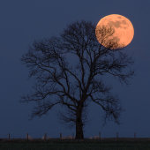 Super Blue Moon