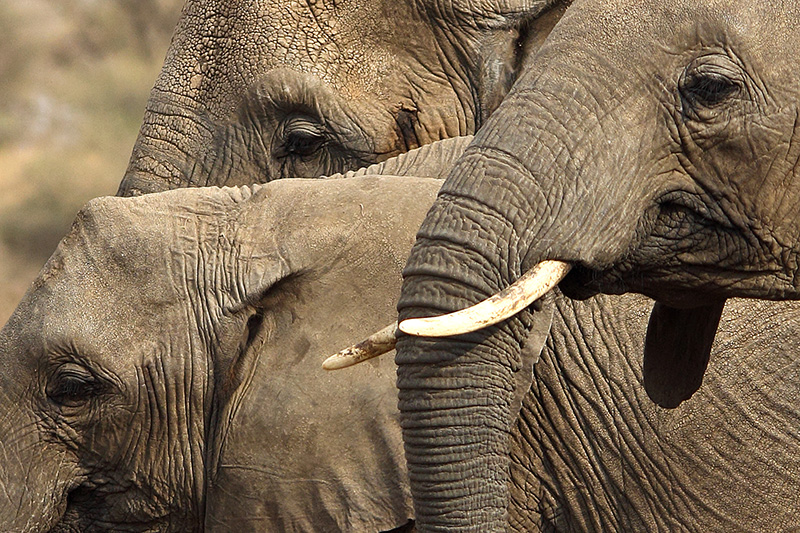 African elephant Trio