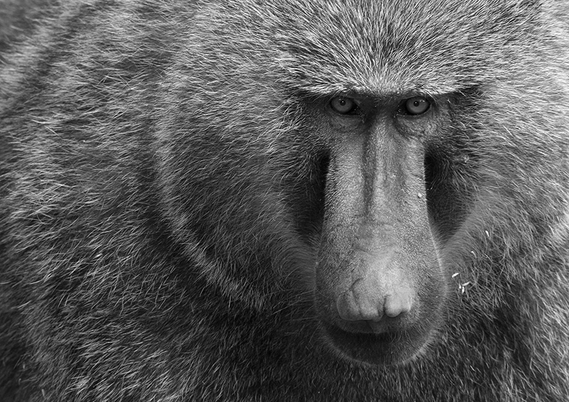 Olive baboon