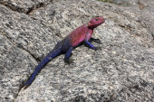 Rock agama