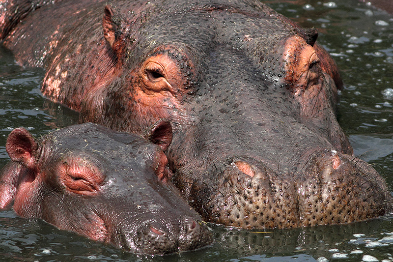 Hippopotamus Happiness