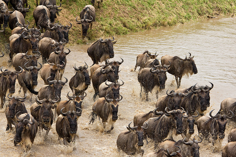 Migration