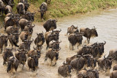 Migration