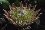 Mediterranean Wild Flowers in Nature and the Garden
